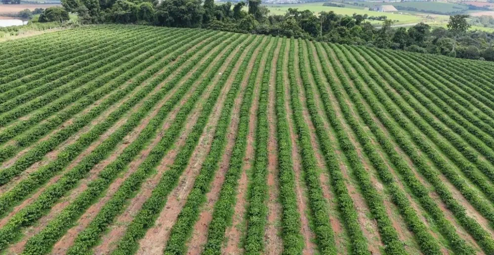 Fazenda, 84 hectares - Foto 7
