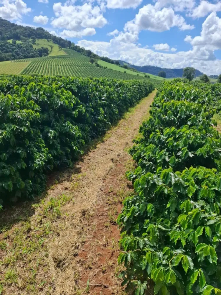 Fazenda, 84 hectares - Foto 1