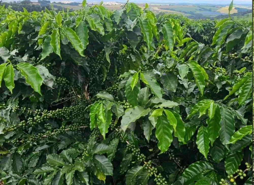 Fazenda, 84 hectares - Foto 2