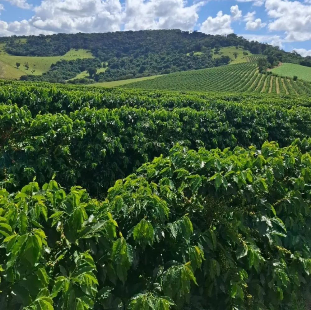 Fazenda, 84 hectares - Foto 4