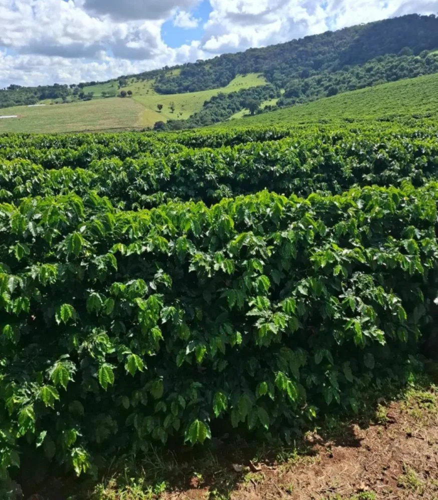 Fazenda, 84 hectares - Foto 3
