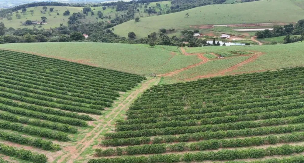 Fazenda, 84 hectares - Foto 5