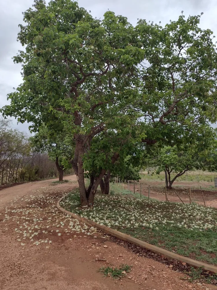 Chácara, 1 quarto - Foto 6