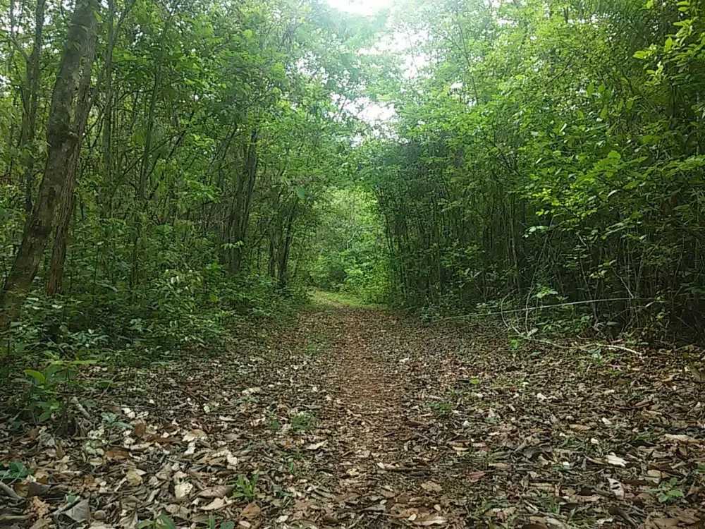 Terreno, 2 hectares - Foto 4