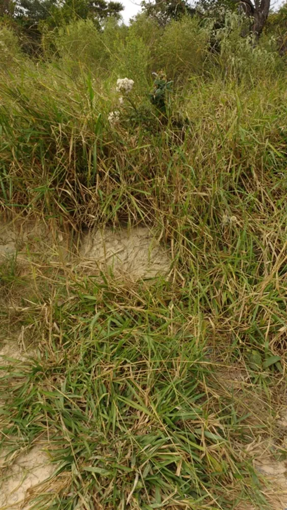 Terreno, 5000 m² - Foto 10