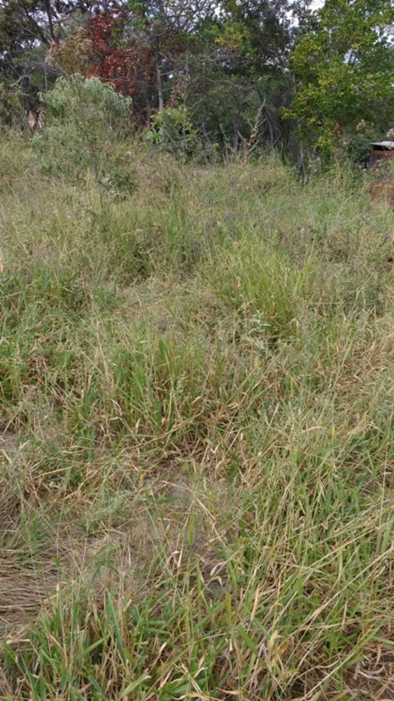 Terreno, 5000 m² - Foto 5