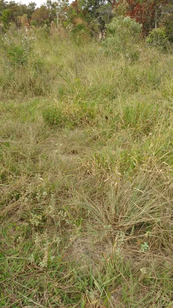 Terreno, 5000 m² - Foto 2