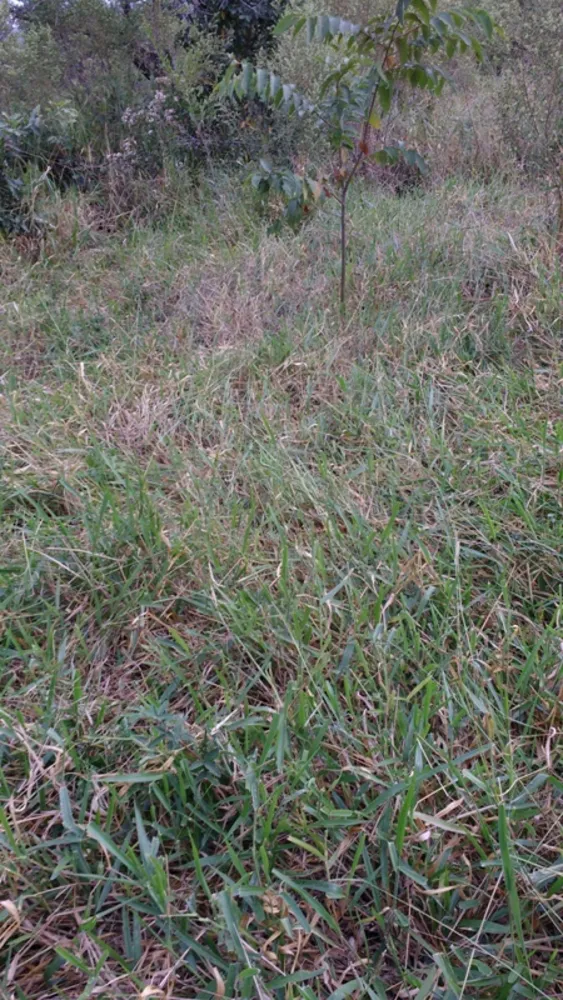 Terreno, 5000 m² - Foto 9