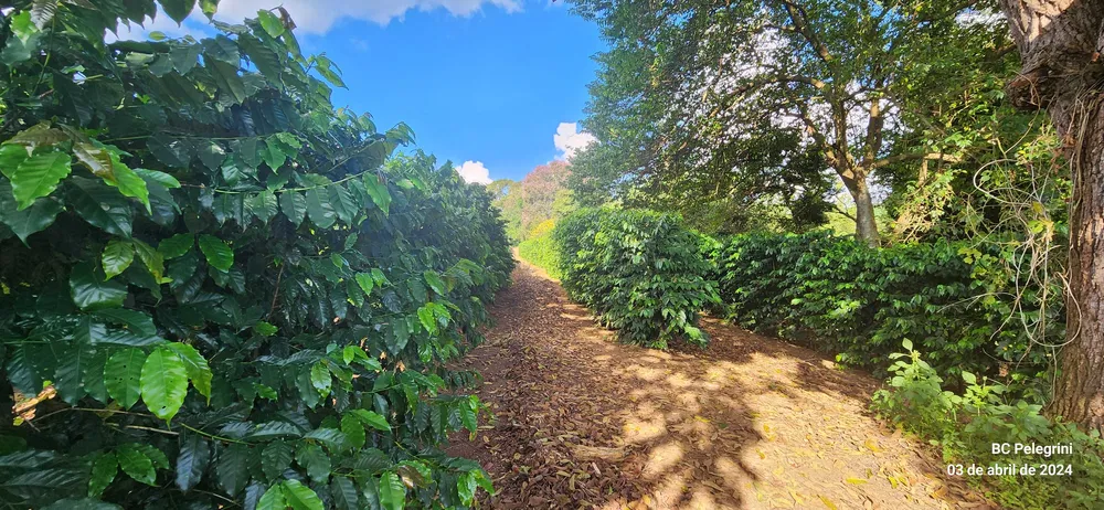 Fazenda, 680 m² - Foto 6
