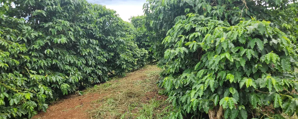 Fazenda, 680 m² - Foto 3