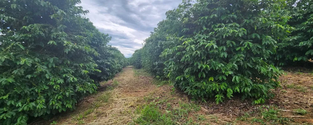 Fazenda, 680 m² - Foto 2