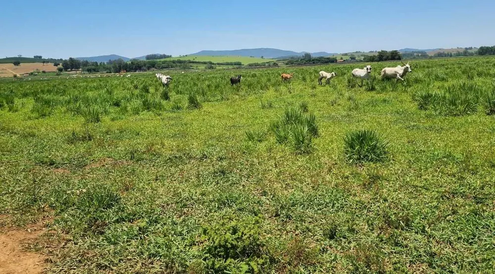 Fazenda, 177 hectares - Foto 4