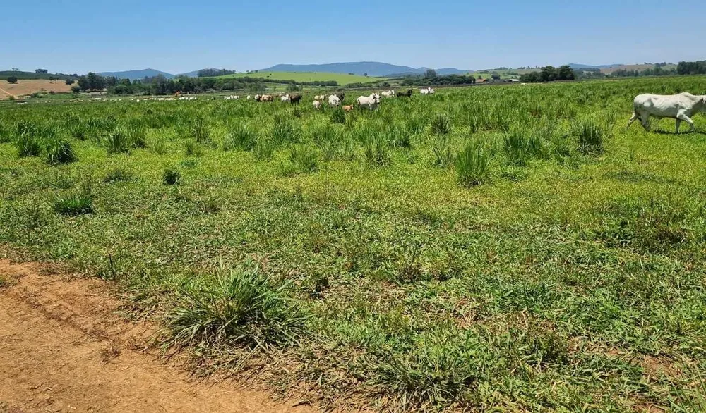 Fazenda, 177 hectares - Foto 22