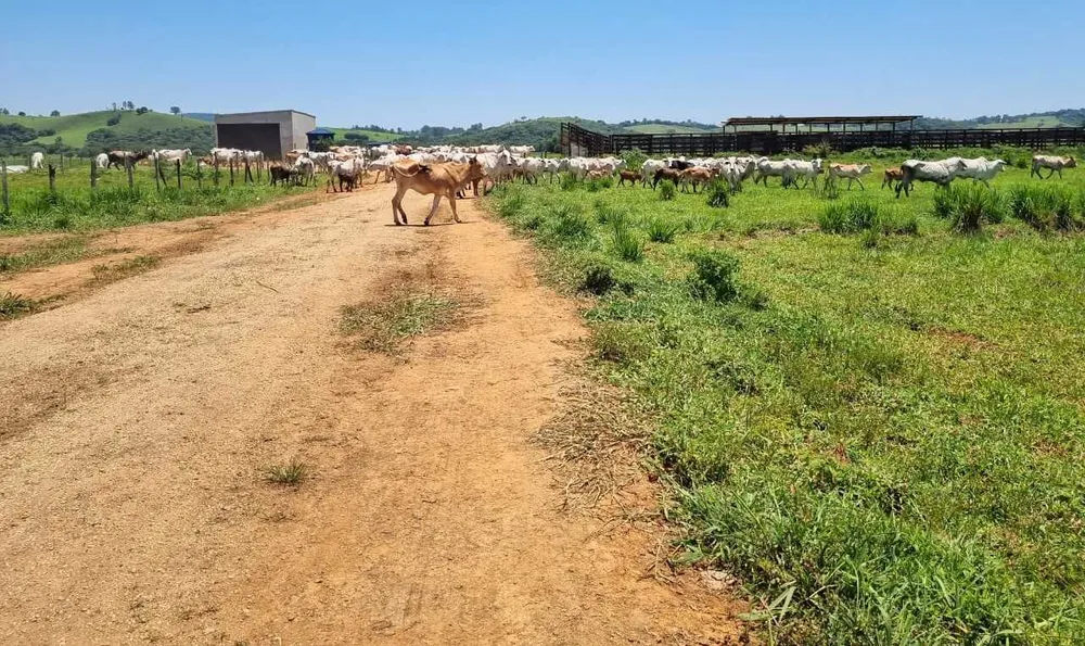 Fazenda, 177 hectares - Foto 13