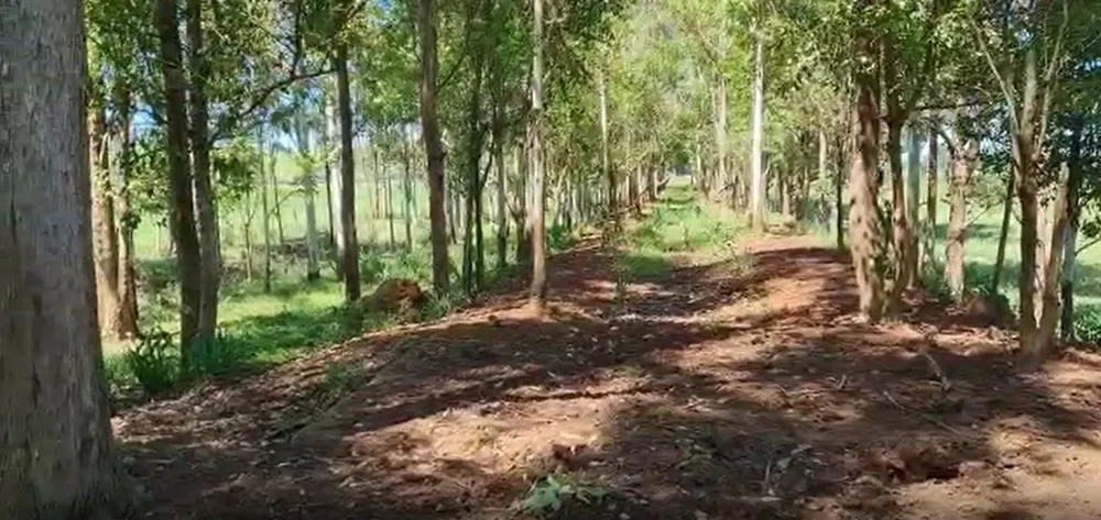 Fazenda, 177 hectares - Foto 14