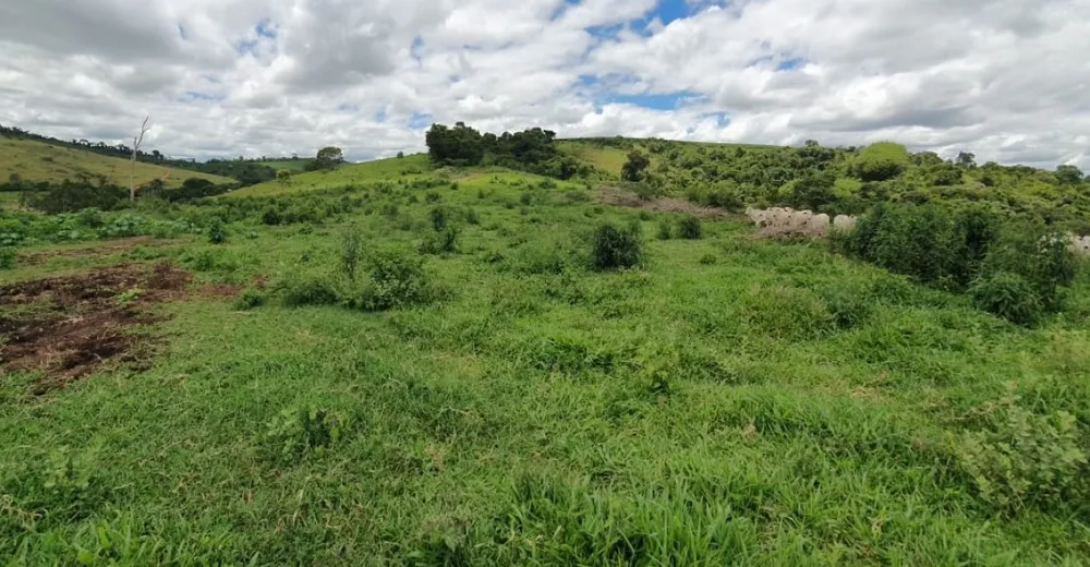Fazenda, 300 hectares - Foto 6