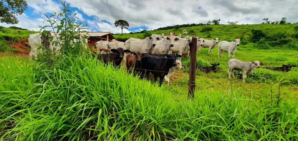 Fazenda, 300 hectares - Foto 10