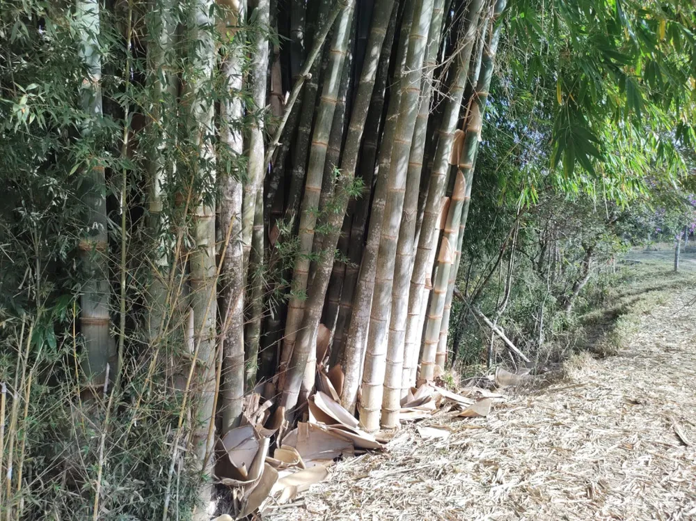 Fazenda, 96 hectares - Foto 8