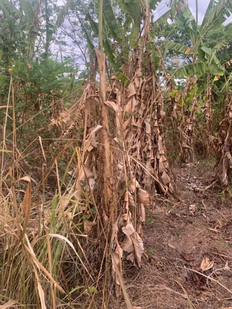 Fazenda, 1 quarto - Foto 14