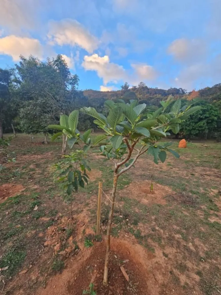 Chácara, 1 quarto - Foto 6