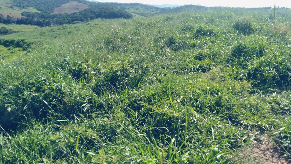 Sítio à venda com 1 quarto, 290000m² - Foto 2