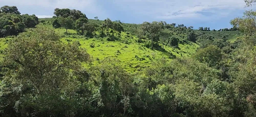 Fazenda, 121 hectares - Foto 10