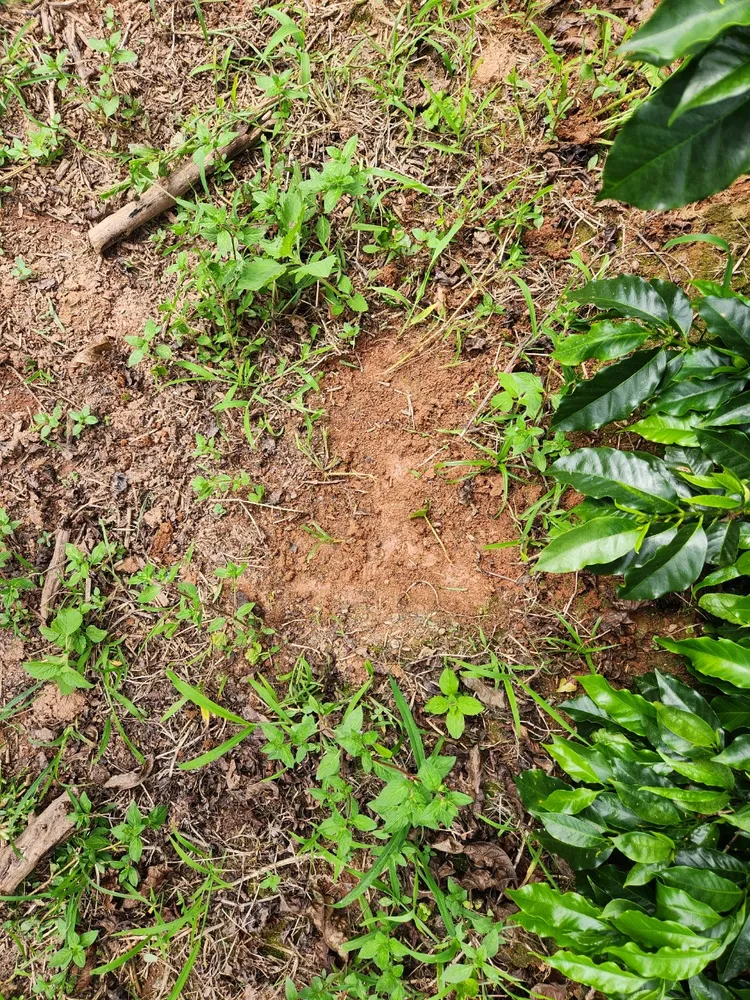 Fazenda, 121 hectares - Foto 3