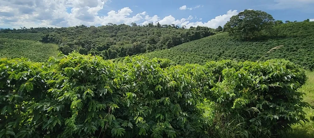 Fazenda, 121 hectares - Foto 1