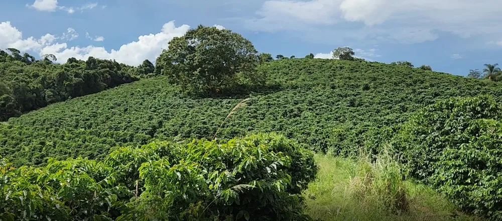 Fazenda, 121 hectares - Foto 4
