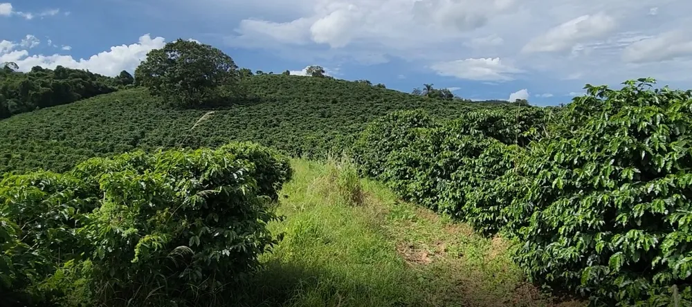Fazenda, 121 hectares - Foto 5
