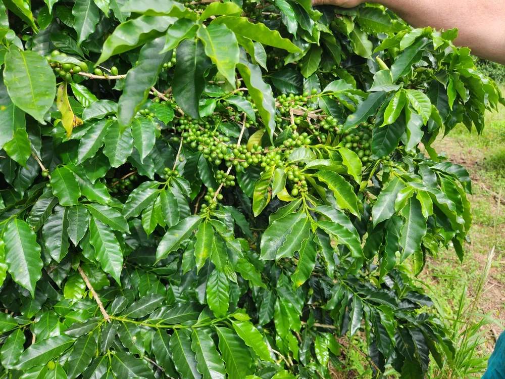 Fazenda, 121 hectares - Foto 7