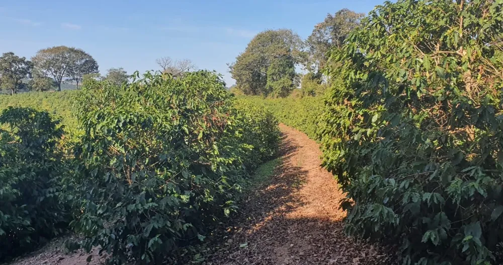 Fazenda, 5 quartos - Foto 13