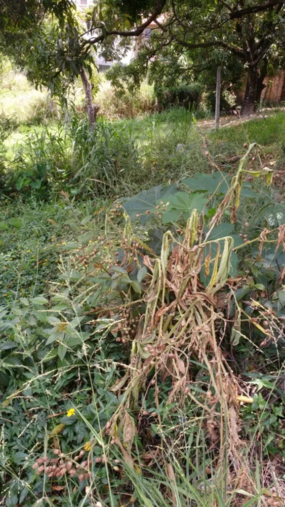 Terreno, 360 m² - Foto 5