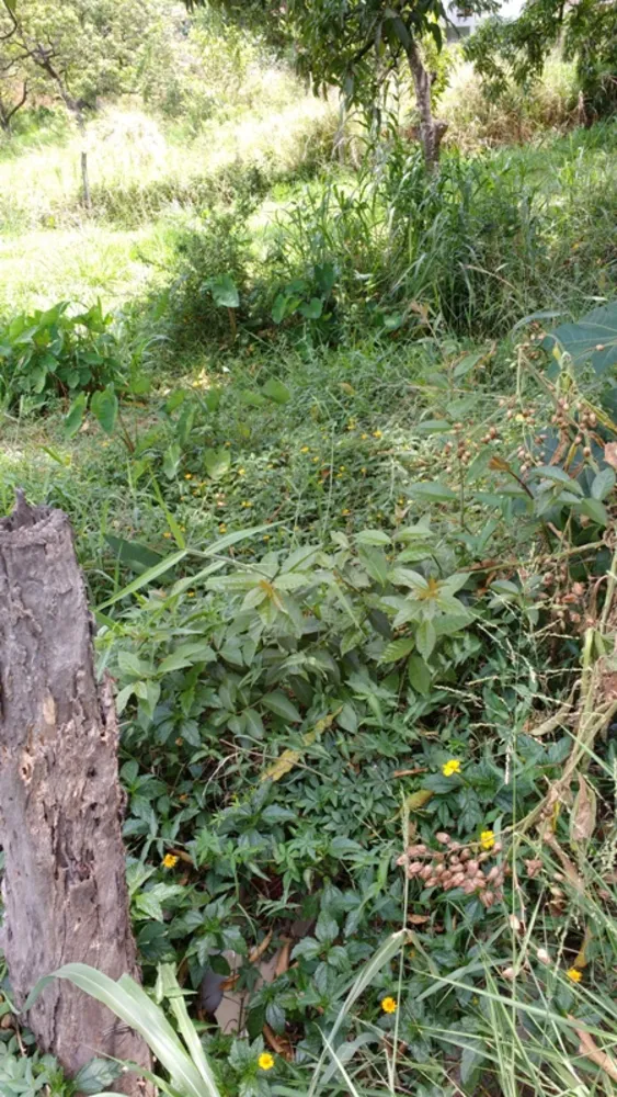 Terreno, 360 m² - Foto 6