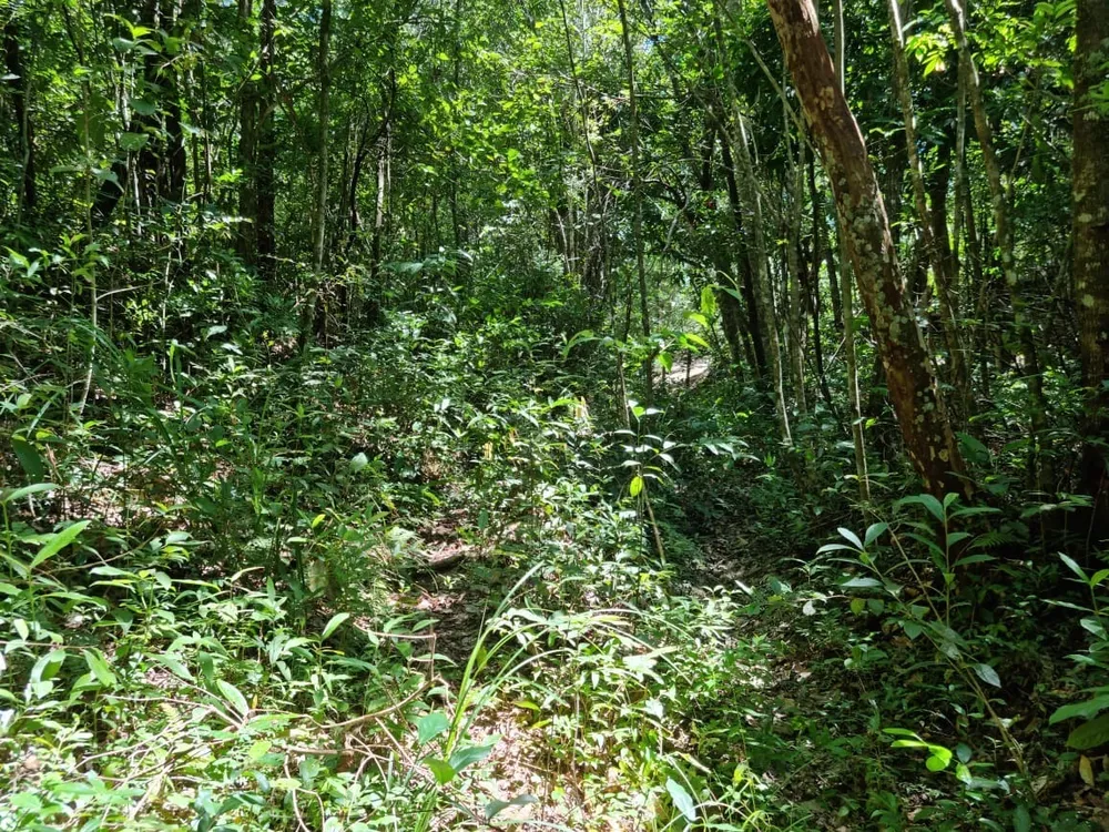 Terreno - Foto 9
