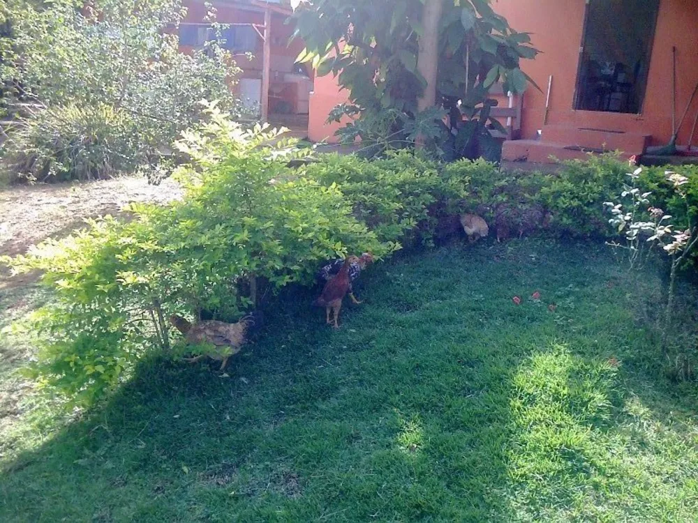 Chácara, 5 quartos - Foto 4