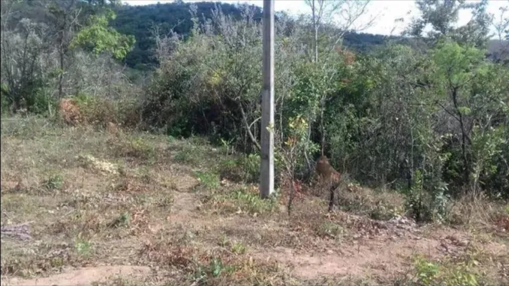 Terreno, 103100 m² - Foto 7