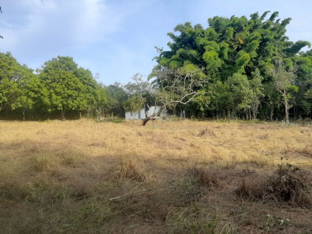 Terreno à venda, 10000m² - Foto 3