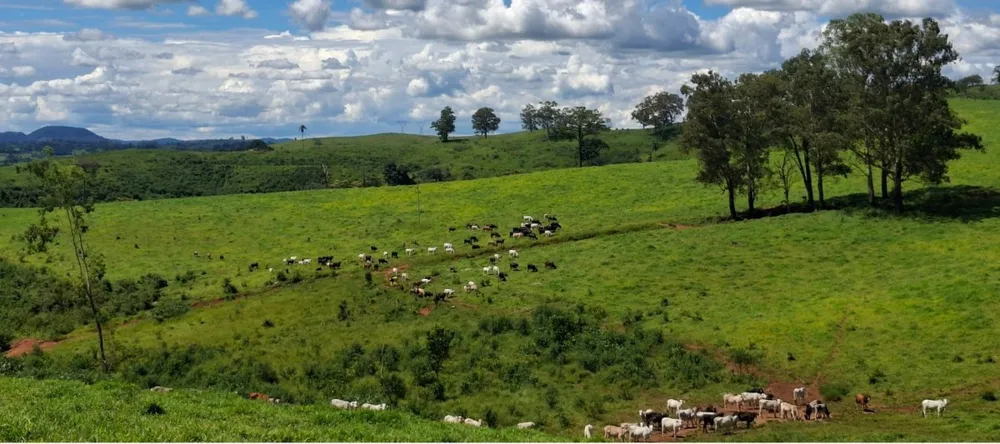 Fazenda, 169 hectares - Foto 7