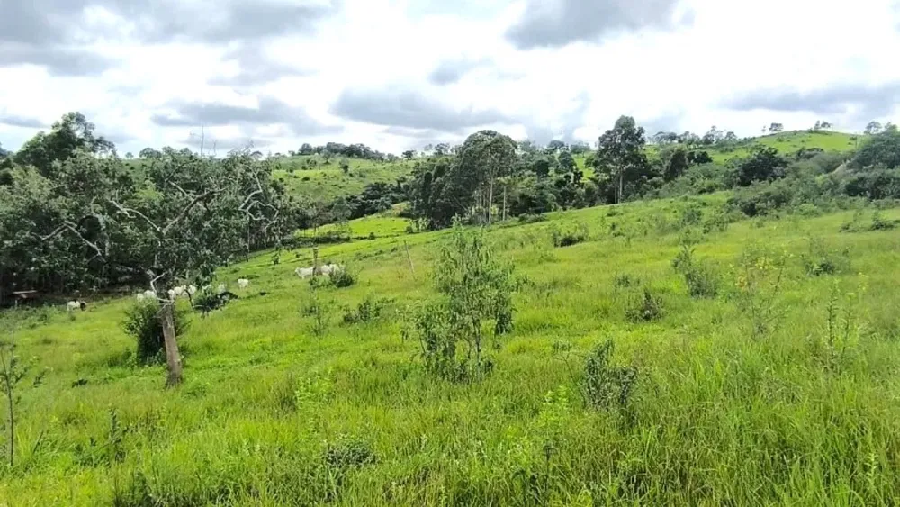 Fazenda, 116 hectares - Foto 4