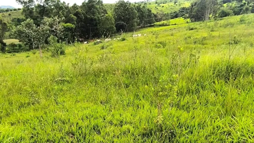 Fazenda, 116 hectares - Foto 1