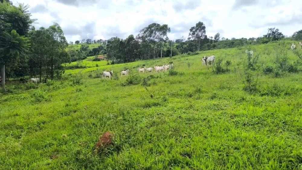 Fazenda, 116 hectares - Foto 6