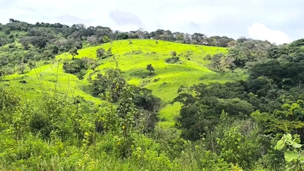 Fazenda, 116 hectares - Foto 6