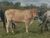 Fazenda, 80 hectares - Foto 1