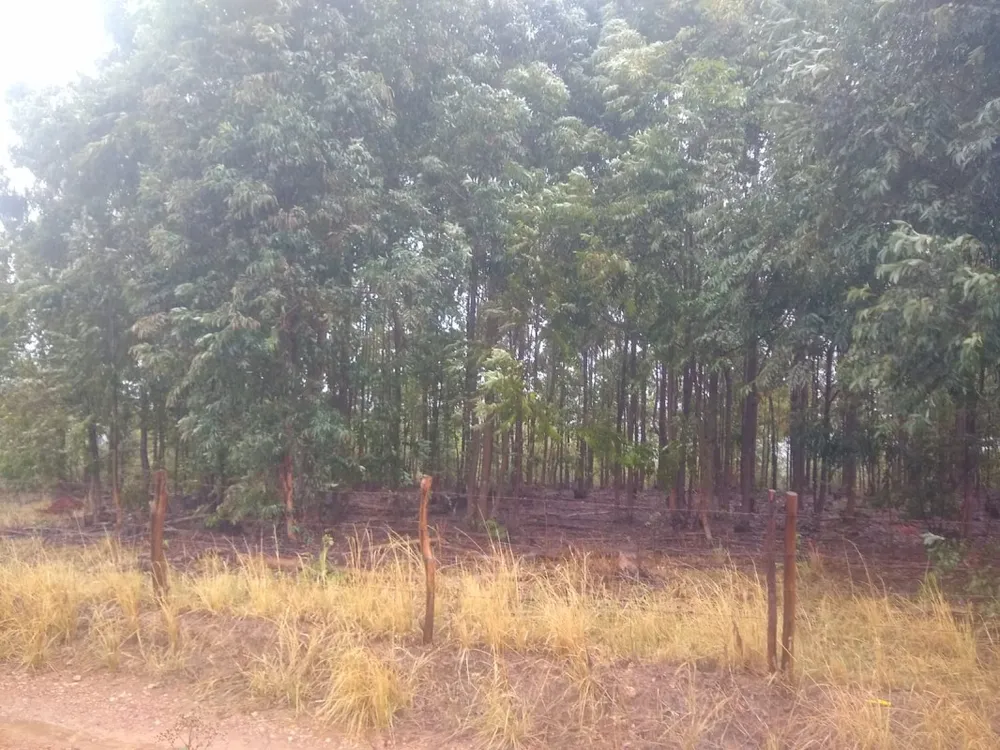 Fazenda, 390 hectares - Foto 7