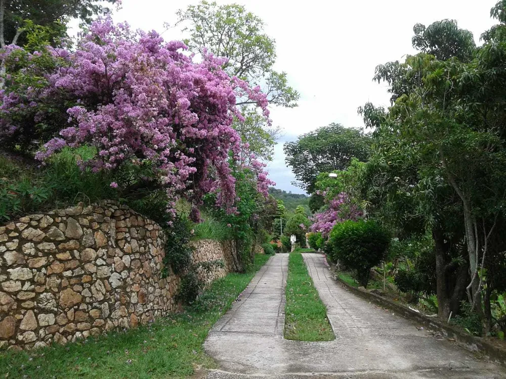 Chácara, 8 quartos, 2 hectares - Foto 3