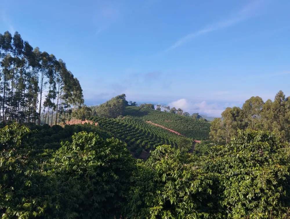 Fazenda, 60 hectares - Foto 12
