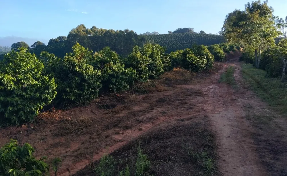 Fazenda, 60 hectares - Foto 3