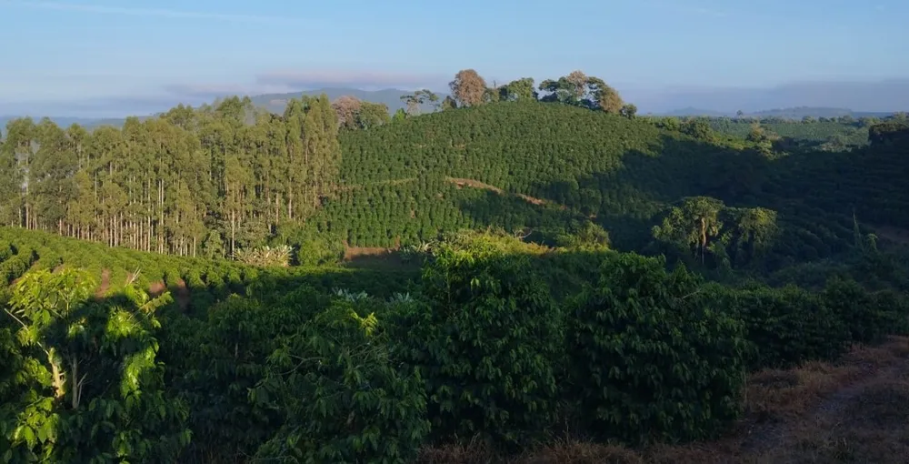 Fazenda, 60 hectares - Foto 4