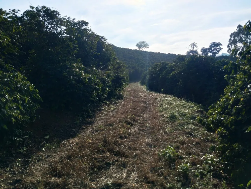 Fazenda, 60 hectares - Foto 13